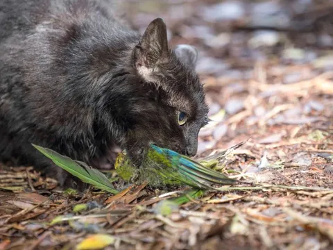 New Zealand muốn xóa sổ hoàn toàn mèo hoang, gọi đây là ‘những sát thủ máu lạnh’