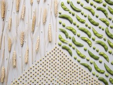 Thêm đạm thực vật mỗi sáng - Sống khỏe chủ động mỗi ngày