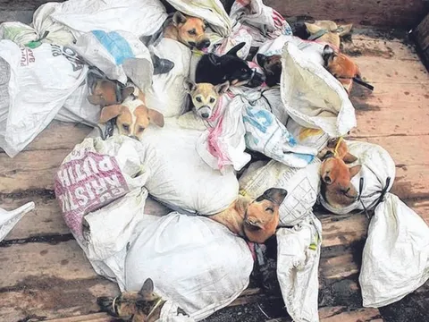 Thủ đô Indonesia chính thức cấm thịt chó, mèo, dơi để ngăn lây truyền bệnh dại