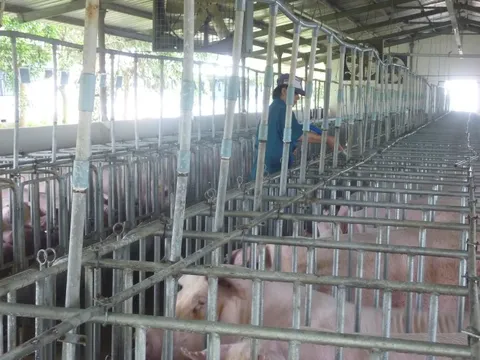 Giá heo hơi hôm nay, 26-11: Tiếp tục tăng ở nhiều vùng miền