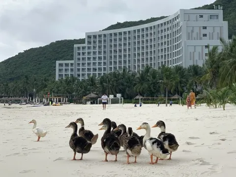 Đàn vịt 'lạc trôi' theo lũ dữ đến resort 5 sao ở Nha Trang giờ ra sao?
