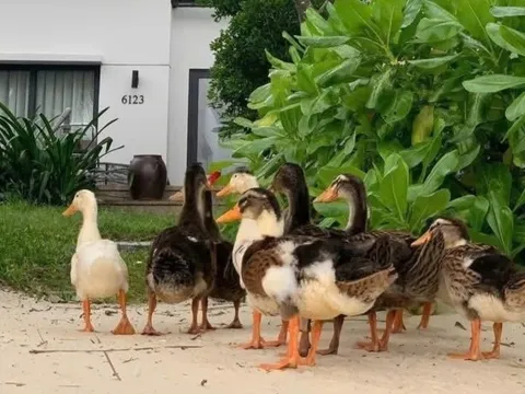 Tin mới về đàn vịt 'lạc trôi' theo lũ dữ đến resort 5 sao ở Nha Trang