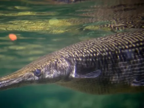 Cuba chạy đua với thời gian để cứu "báu vật thời khủng long"