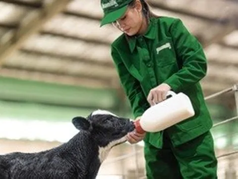 Vinamilk tinh tuyển giống bò thuần chủng để sản xuất sữa tươi A2 cho trẻ em Việt