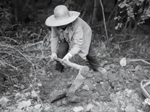 Người nông dân bất ngờ đào được con rắn đen mắt đỏ, chuyên gia một mực khẳng định là rồng: Sự thực là gì?