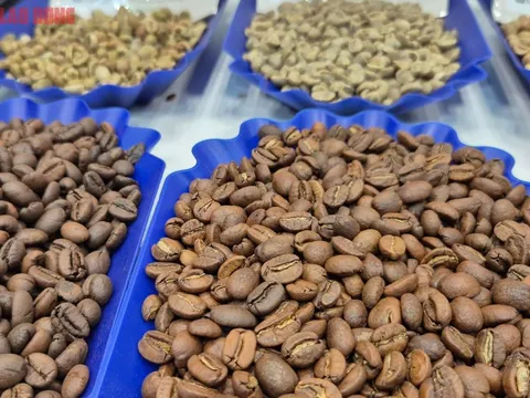 Giá cà phê hôm nay 30-11: Một tuần lạ lùng