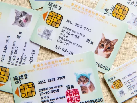 Thú cưng ở Hong Kong có được cấp căn cước định danh?