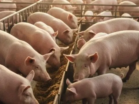 Giá heo hơi hôm nay, 30-11: Diễn biến bất ngờ sau nhiều tháng sụt giảm