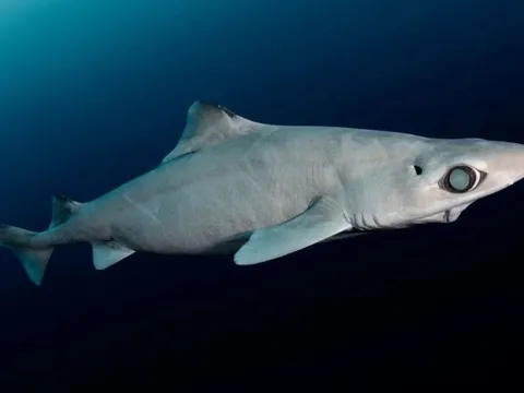 Sinh vật sót lại từ thời tiền sử đang bị đe dọa