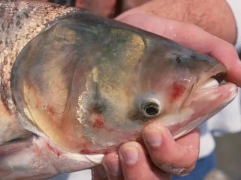 Loại cá Việt bình dân nhiều DHA như cá hồi, nấu được nhiều món