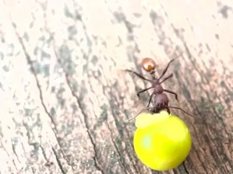 Phát hiện ở sân sau nhà của một cậu bé 8 tuổi đã thực sự thay đổi khoa học mãi mãi