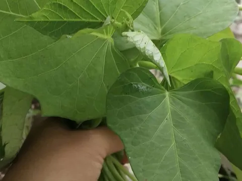 Xuất khẩu lá lạ, bất ngờ thu về 10 triệu USD