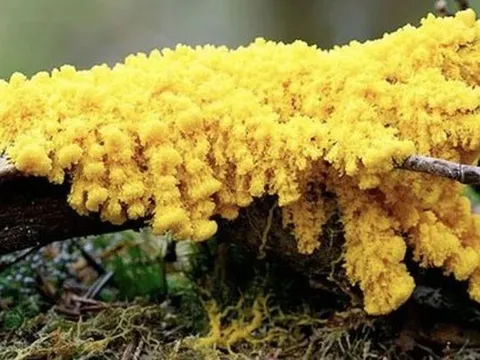 "Quái vật" kỳ lạ nhất hành tinh: Không não nhưng rất thông minh, có gần 720 giới tính