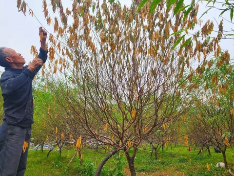 Người dân ở thủ phủ đào phai Hà Tĩnh lo mất vụ Tết vì đào chết hàng loạt