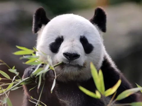 Trung Quốc tung 'ngoại giao gấu trúc', gọi Pháp là đối tác thương mại 'không thể thay thế'