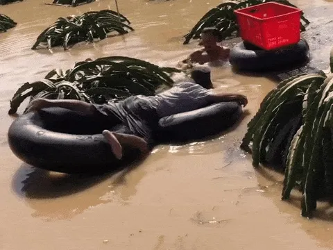 Nông dân ngụp lặn trong dòng lũ đục ngầu để thu hoạch thanh long