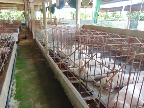 Giá heo hơi hôm nay, 7-12: Tiếp tục tăng trên diện rộng