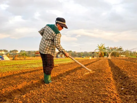 Giá rau xanh chợ Đà Nẵng tăng cao, giá ớt trên trời 150.000 đồng/kg