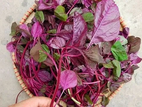 Loại rau "trường thọ" chỉ vài nghìn một mớ, ít bị phun thuốc sâu