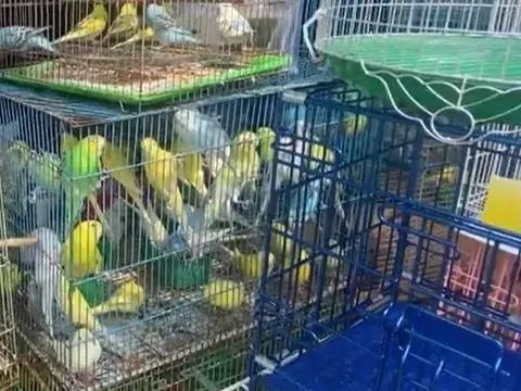 Kiểm tra cửa hàng chim cảnh nổi tiếng ở TPHCM, tạm giữ 341 con chim đủ loại