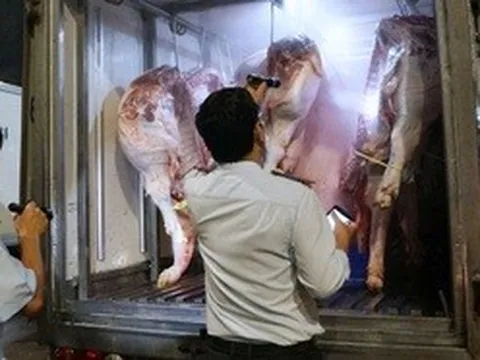 Giám đốc Sở ATTP nói lý do heo có vòng nhận diện nhưng không thể… nhận diện