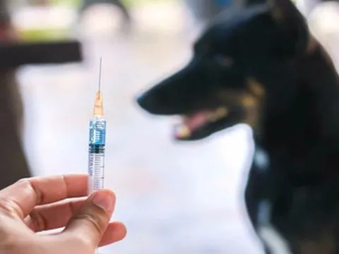 68 người chết oan vì bệnh dại