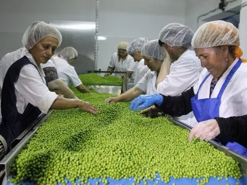 Đổ xô trồng 'hạt ngọc xanh', nông dân Nga bị 'hớ', thừa tận 700.000 tấn do Trung Quốc giảm mua, sắp phải chuyển sang trồng cây khác có lãi hơn