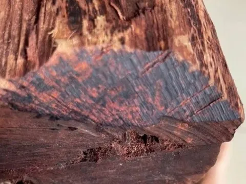 Thương lái Trung Quốc gom gỗ mục giá 3 triệu/kg, người dân đổ vào rừng săn tìm, kiểm lâm cảnh báo