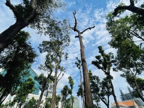 TP.HCM: Vì sao cây xanh ở công viên 30-4 phải cắt tỉa trơ trọi 'như trụ điện'?