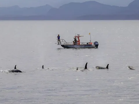 Lần đầu phát hiện cá voi sát thủ và cá heo 'hợp tác' săn mồi