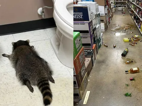 Vụ gấu mèo ‘quậy tưng’ cửa hàng rượu ở Mỹ: Không phải lần đầu, từng ghé thăm võ đường