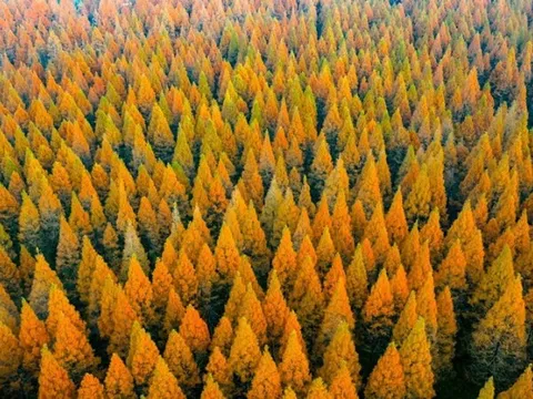 Vì sao Trung Quốc trồng 78 tỷ cây xanh nhưng lại khiến nhiều vùng khô hạn hơn?