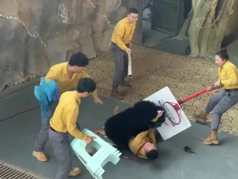 Kinh hoàng khoảnh khắc gấu đen tấn công huấn luyện viên trong sở thú