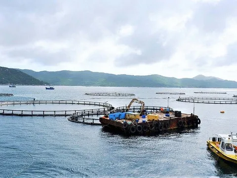 Bộ trưởng Trần Đức Thắng cùng hiệp hội bàn hướng phát triển nuôi biển công nghiệp, bền vững