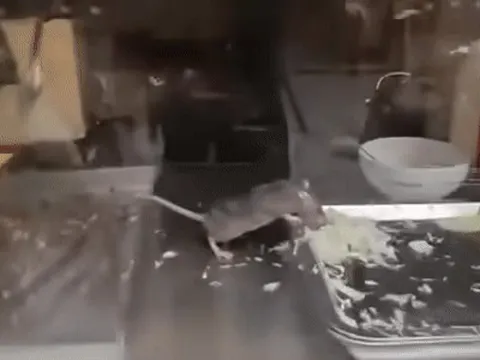 Chuột thản nhiên gặm rau, thịt trong tủ bánh mì ở Hà Nội gây sốc