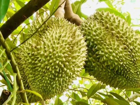 Thí điểm truy xuất nguồn gốc sầu riêng bằng tem do Bộ Công an phát hành