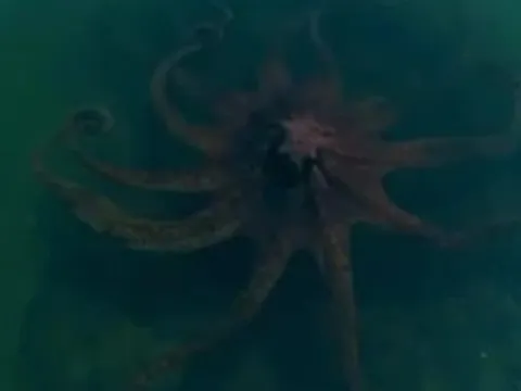 Bất ngờ phát hiện "quái vật biển khổng lồ" ngoài khơi gây rùng mình: Báo Mỹ vào cuộc tìm sự thật phía sau