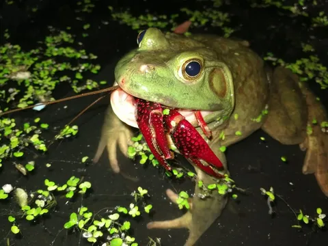 Cơn sốt 300.000 tấn ếch trâu tại Trung Quốc và ba loại "chi phí ngầm" đang khiến giới chuyên gia đau đầu