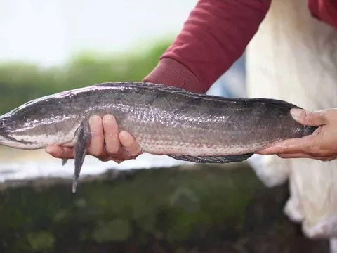 3 loại cá Việt giá rẻ bổ không thua kém cá ngoại