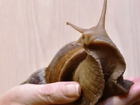 Mỹ tốn triệu đô bất lực trước ốc sên châu Phi, Trung Quốc tìm ra cách biến "kẻ xâm lăng" thành mỏ vàng kinh tế