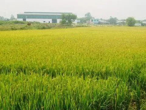 Điều kiện chuyển nhượng đất trồng lúa