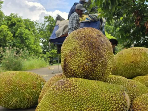 Thêm một loại trái cây phổ biến của Việt Nam được xuất khẩu chính ngạch sang Trung Quốc
