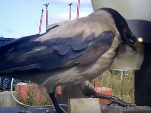 Thành phố ở Thụy Điển huấn luyện quạ nhặt rác?