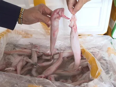 Hóa chất dùng ướp 10 tấn cá khoai bị bắt ở Thanh Hóa độc đến mức nào?