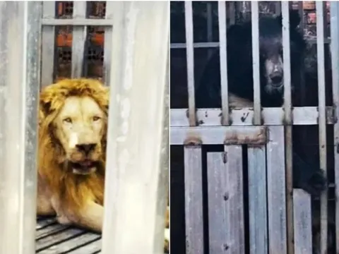 Thái Lan giải cứu gấu, sư tử bị nhốt trong sòng bạc ở biên giới Campuchia