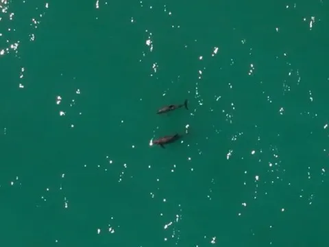 Loài vật quý hiếm bậc nhất thế giới, chỉ còn lại đúng 10 con