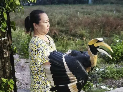 TPHCM: Nhiều loài chim quý hiếm liên tục bay vào nhà dân