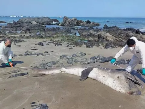 Hai con cá mập miệng rộng khổng lồ, loài chỉ được nhìn thấy chưa đến 300 lần trong lịch sử, liên tiếp mắc cạn tại Peru khiến giới khoa học lo ngại!