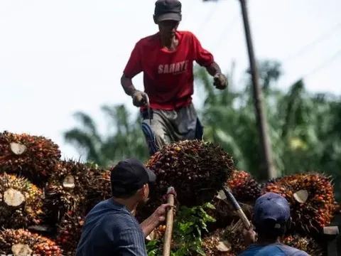 Dầu cọ thắng thế trong thỏa thuận Mỹ - Indonesia