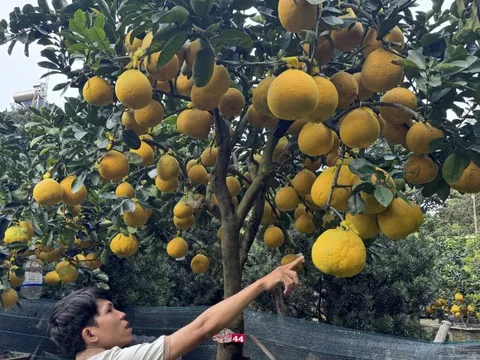 CLIP: Bưởi Diễn tràn về TPHCM, giá bán tăng cao